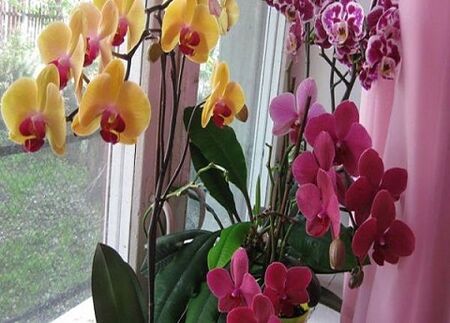 Направете това с орхидеите и ще имате най-красивите цветя у дома