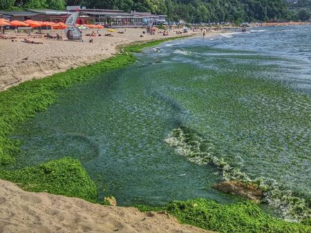 Опасно ли е за здравето ни, когато морето се превърне в “зелена супа”?