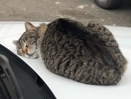 Война между коткомразците и покровителите на кадифените лапички във Флагман.бг