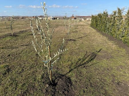 Животните в зоопарка ще се разхождат сред маслинови дръвчета