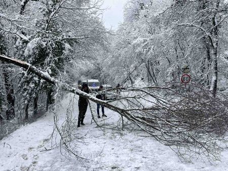 Огромни дървета падат на пътя Аркутино-Приморско-Китен, Иван Гайков зове за спешни мерки (СНИМКИ)